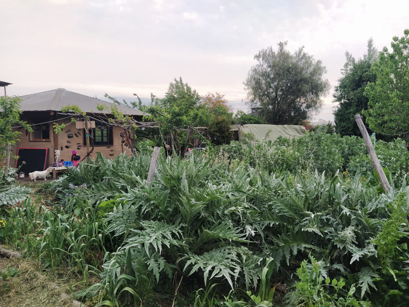 Cultivo de alcachofas