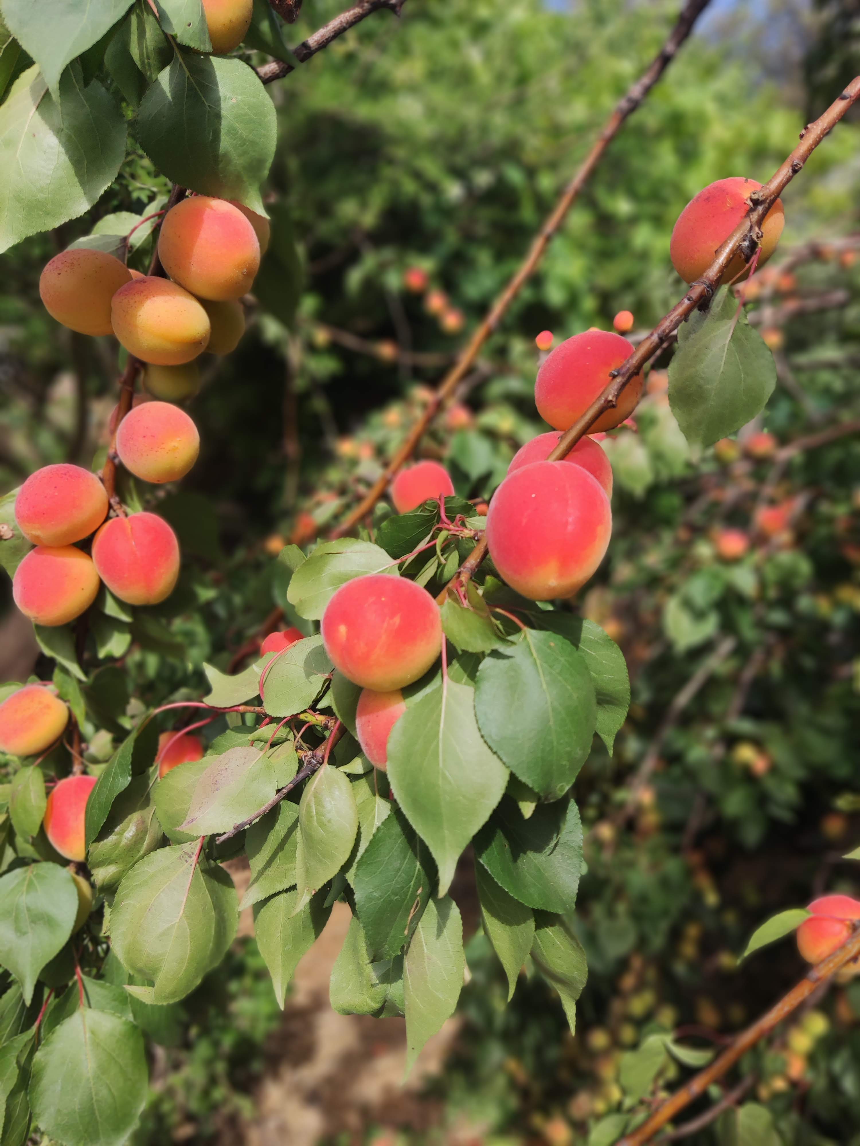 Frutas de la huerta