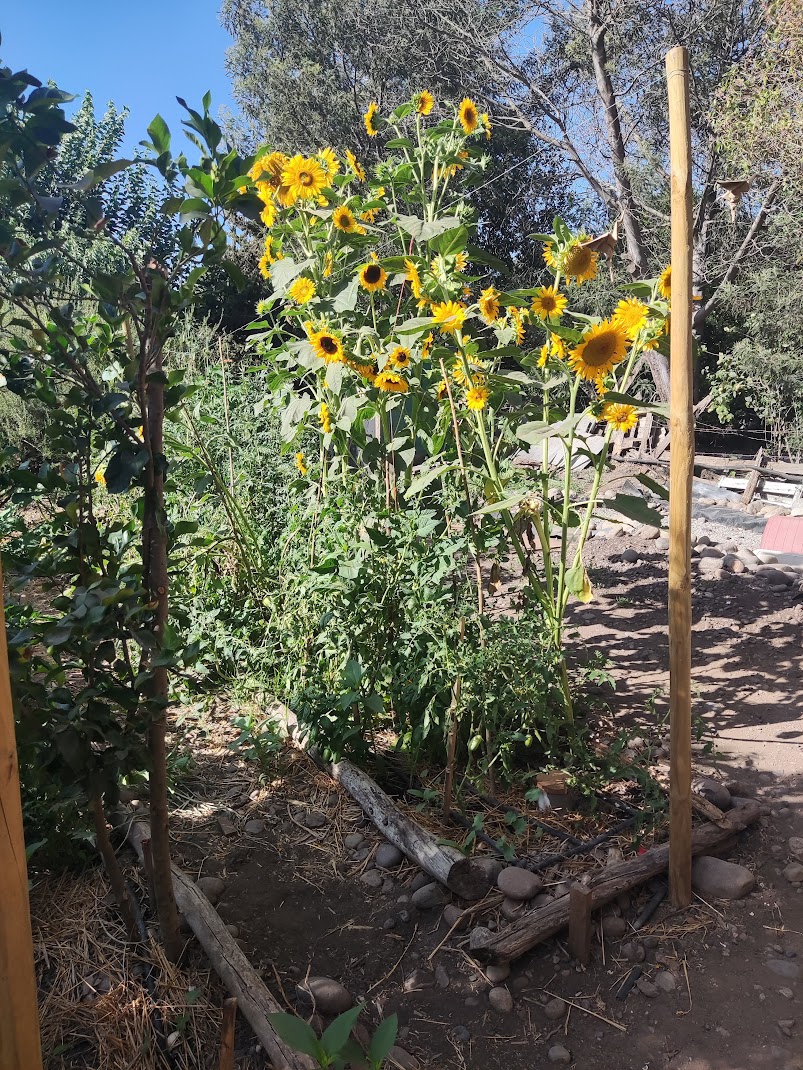 Girasoles en Aucca