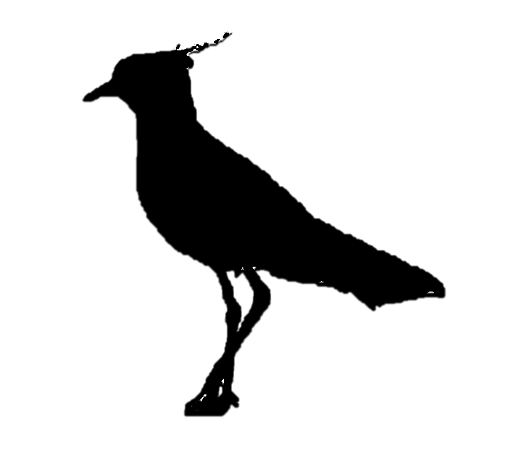 Queltehue, ave de AUCCA