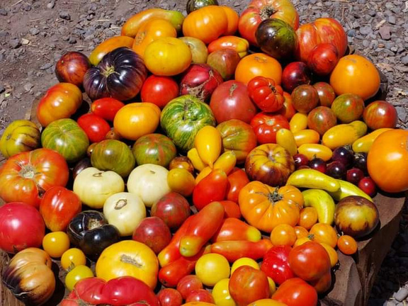 Tomates agroecológicos